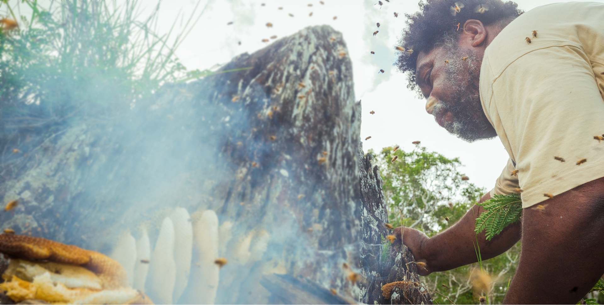 La récolte du miel, Tribu de Weda, Nouvelle-Calédonie